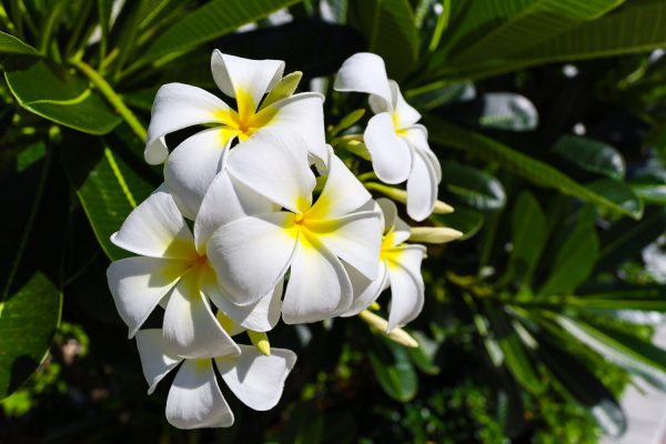 TUrks and caicos islands fishing charters-16